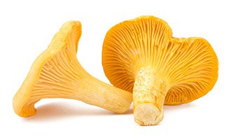 To buy chanterelles mushrooms