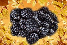 Blackberry Wild berries