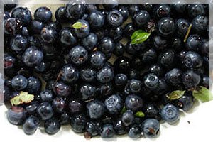 to buy blueberry wholesale