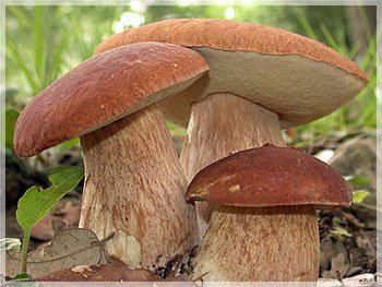 white mushroom price per 1 kg