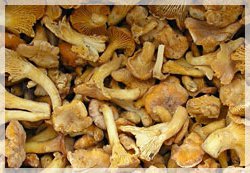 chanterelles frozen