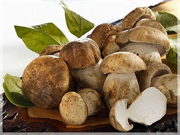 i will buy dried white mushrooms